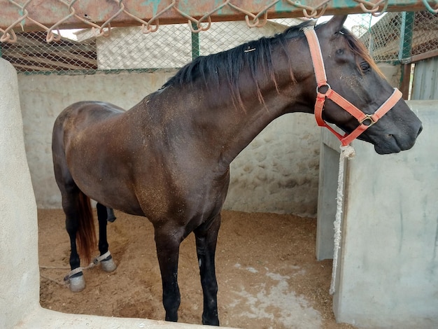 Livestock animal Brown Asian Horse standing in stable