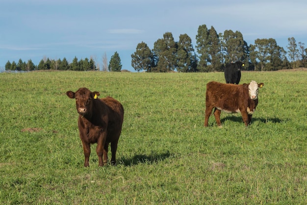 Livestock Animals grazing in the field in the Pampas plain Argentina