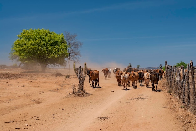 Livestock Cattle being driven by dirt road in the semiarid region of northeastern Brazil Paraiba