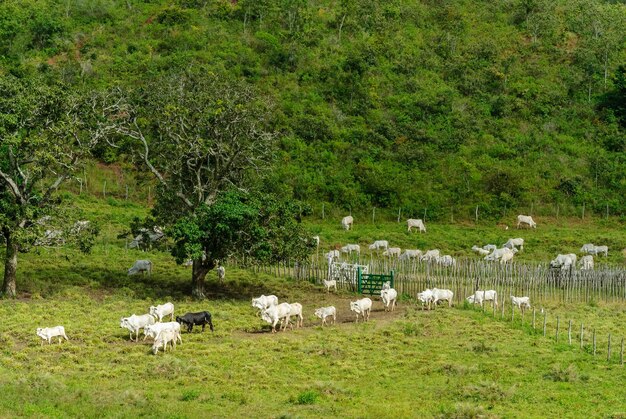 Livestock. Cattle grazing  in Serraria, Paraiba, Brazil on July 29, 2011.