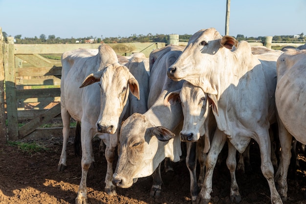 Livestock in confinement, oxen, cows, sunny day.