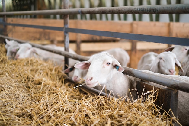 Livestock farm flock of sheep