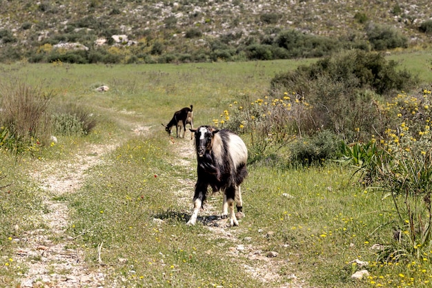 Livestock The hornless goat on a mountain pasture closeup