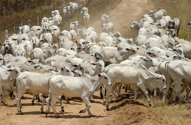 Livestock Nelore cattle in Jacarau Paraiba Brazil