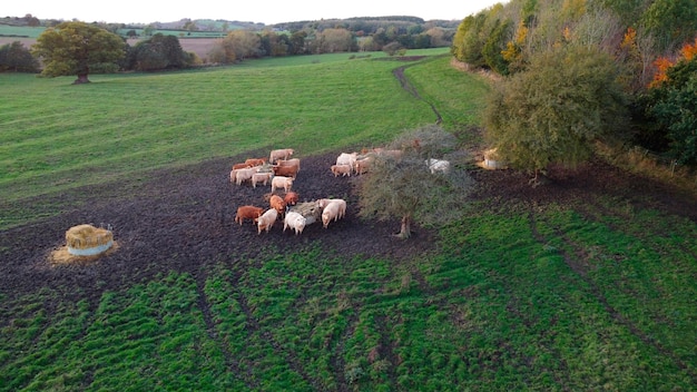 Livestock Yorkshire United Kingdom