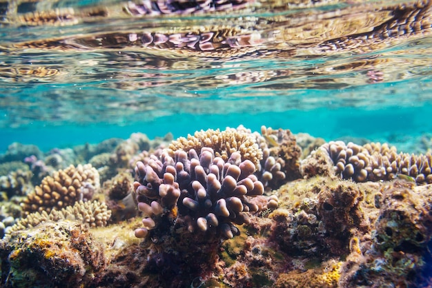 Living Coral reef in Red Sea, Egypt.