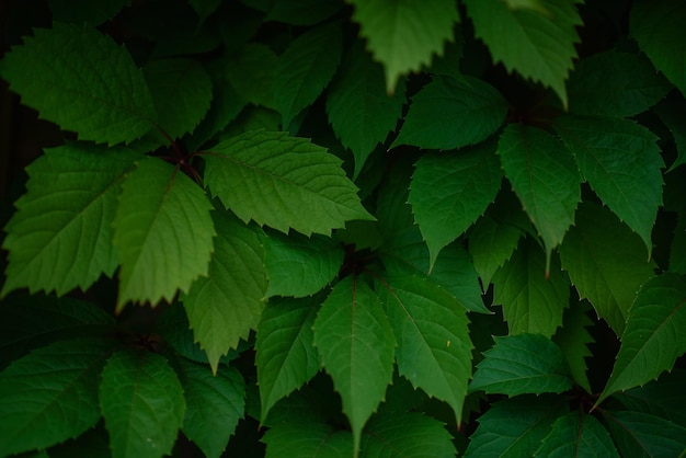 Living green fence on the background of a large pan