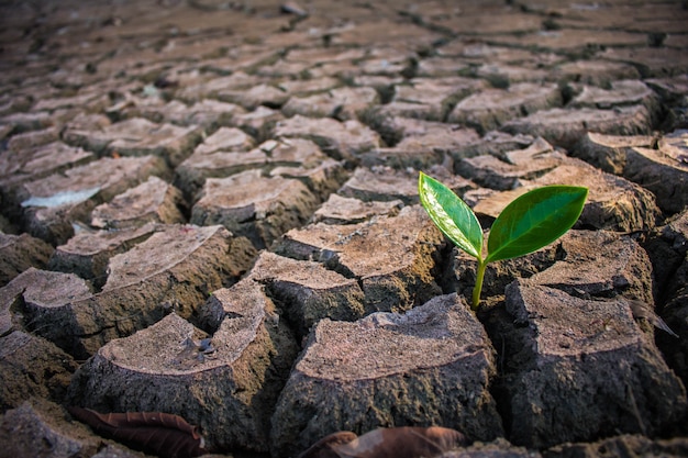 Living with tree drought, Crack ground drought.