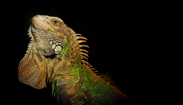 Lizard animal green lizard with black background