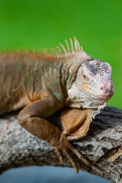 Lizard animal green lizard with blur background