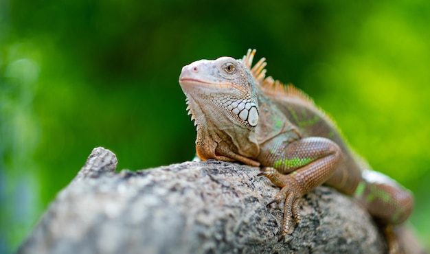 lizard animal green lizard with blur background