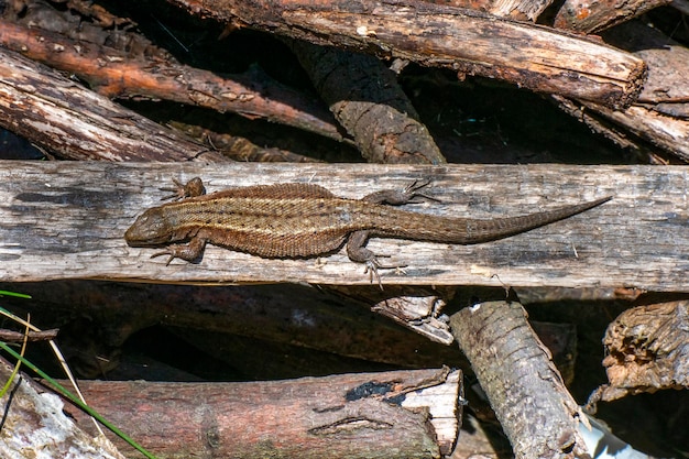 Lizard basks in the sun. close up