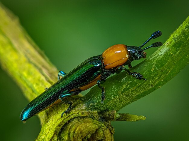 Photo lizard beetle languriidae