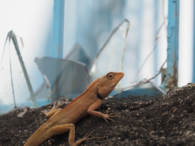 A lizard on a cement wall  and broken glass background