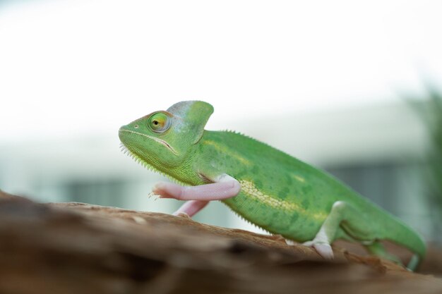 Lizard chameleon with blur background