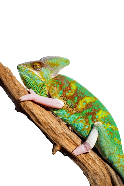 Lizard chameleon with blur background