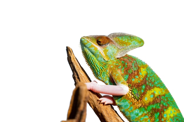 Lizard chameleon with blur background