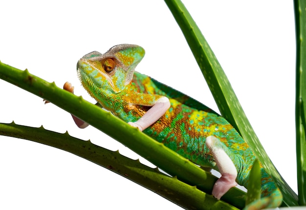 Lizard chameleon with blur background