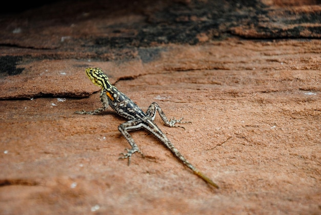 Photo lizard on floor