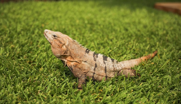 Photo a lizard on the grass in the garden