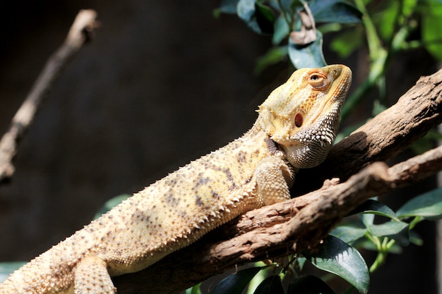 Lizard hang on branch