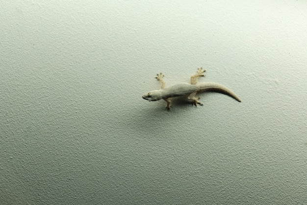 Lizard hold on wall at home