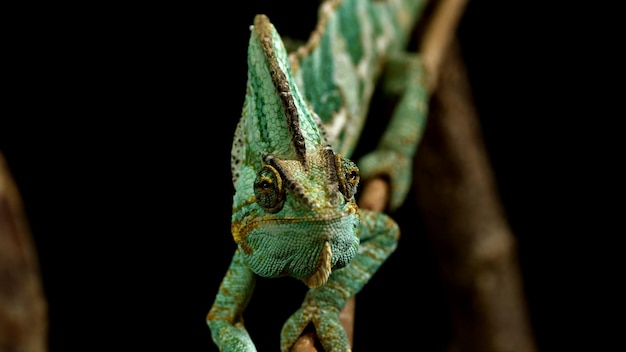 Photo the lizard iguana on a branch