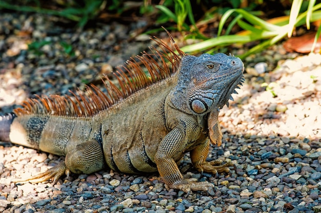 Lizard iguana with spines sitting on grey stones in Honduras on sunny day on natural background. Wildlife, wild animals and nature concept