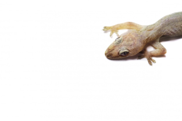 Lizard on an isolated White Background.