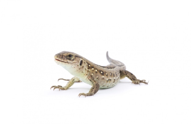 lizard isolated on white