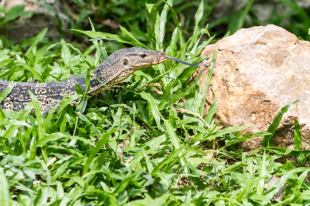 An lizard looking