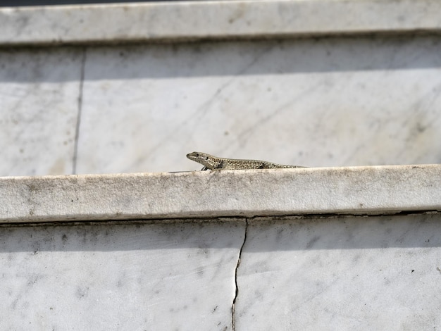 Lizard on marble stairway close up