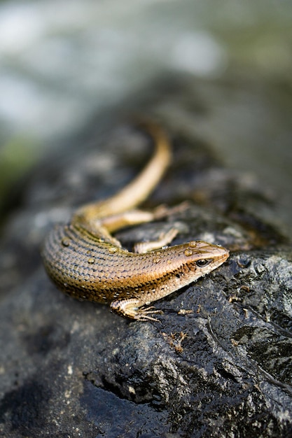 Lizard relaxing on river rock