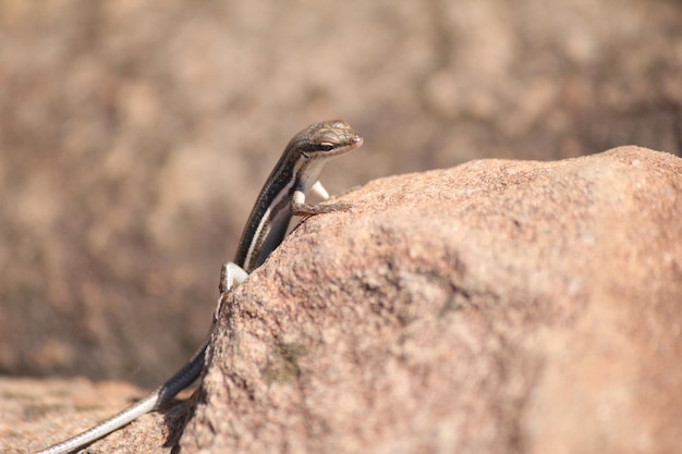 A lizard on a rock in the wild