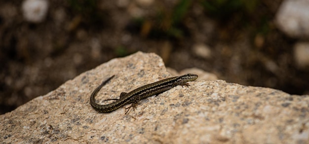 A lizard on a rock with a blurry background