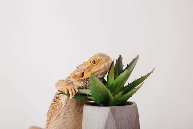 A lizard sits in a pot of aloe vera