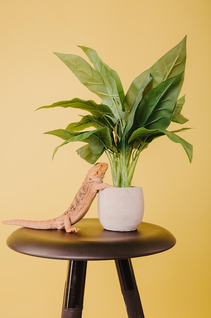 A lizard sits on a stool next to a plant