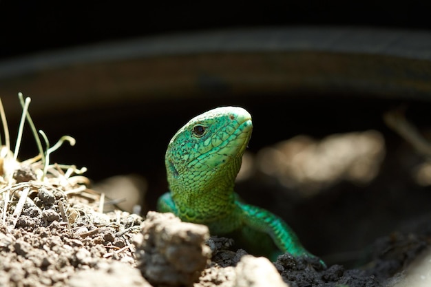 The lizard sitting in the grass