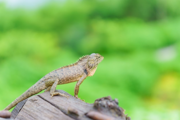 Photo lizard stand on the wood with nature green background