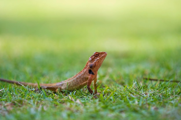 Lizard strolling in the green grass in Thailand close up Animal and nature concept