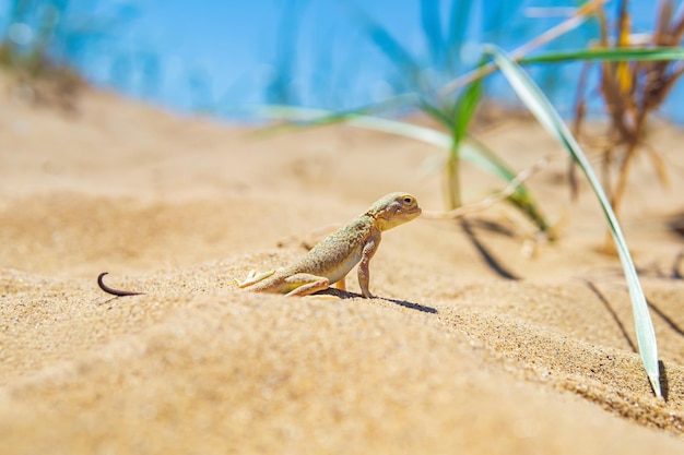 Lizard toadheaded agama among the dry grass in the dunes