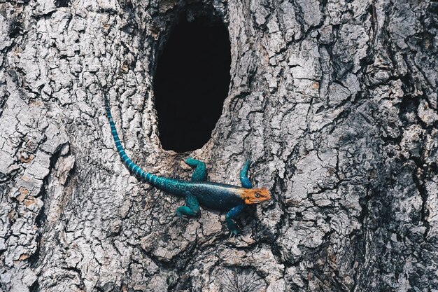 Photo lizard on tree trunk