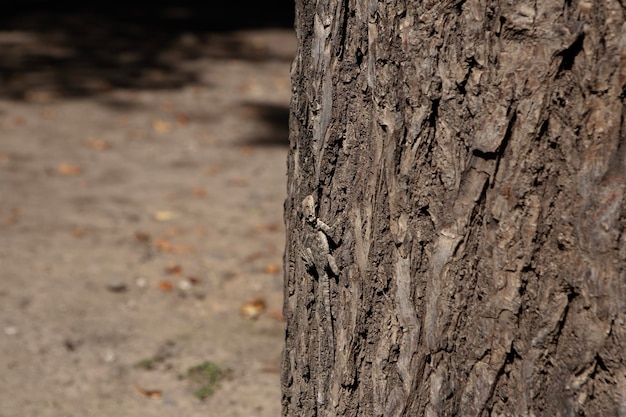 Lizard on a tree