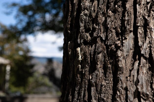 Lizard on a tree