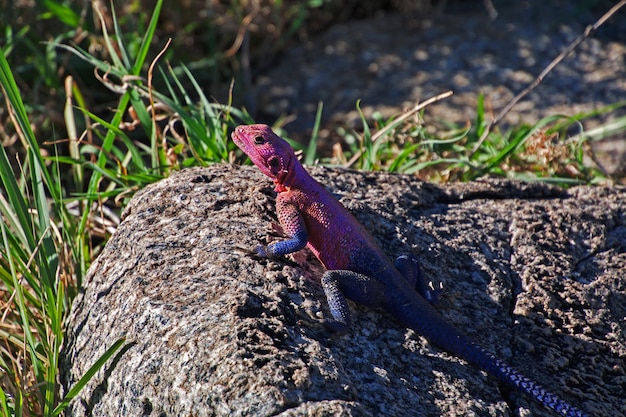 Lizard in village of Bushmen, Africa