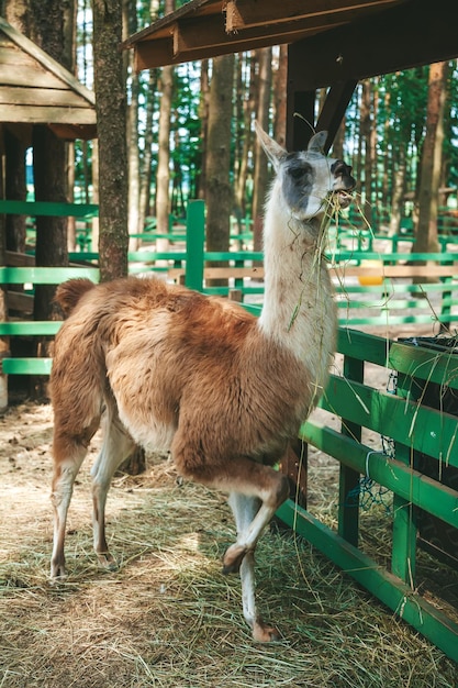 Llama eating dry grass in the farm