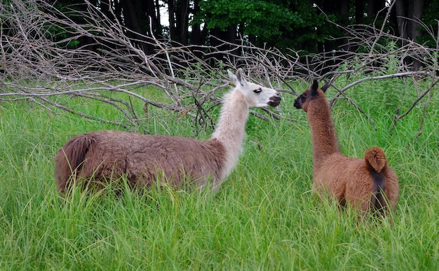 a llama and llama in a grassy field, one of which is a llama.