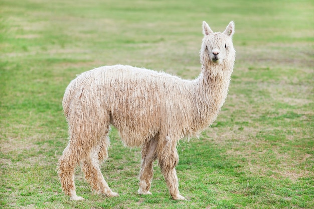 Llama in the nature