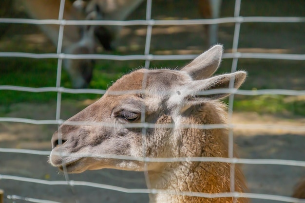 Llama behind the net The concept of captivity for animals An animal in a zoo