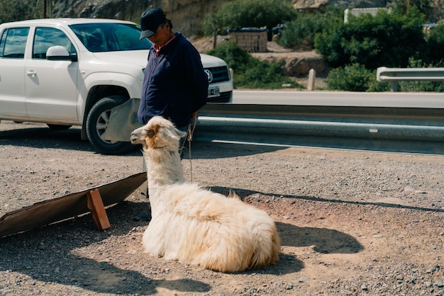 llama for photos with tourists jujuy argentina feb 2th 2024